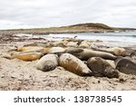 southern elephant seal colony
