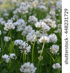 Small photo of Blooming Trifolium repens (white, Dutch, creeping Amor) (lat. Trifolium repens) - sort of clover, legume family, subfamily butterfly. Perfect fodder pasture plant. Excellent honey plant. Macro
