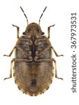Small photo of Bug Staria lunata (underside) on a white background
