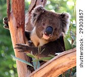 victorian koala in a eucalyptus ...