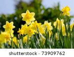 yellow daffodils  in the garden