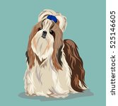 stock-vector--shih-tzu-dog-at-one-color-background-525146605.jpg