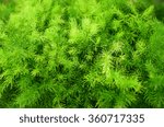 beautiful fern with brigth green