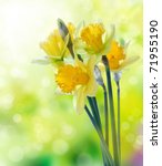 beautiful yellow daffodil...