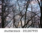 bare trees silhouettes of...