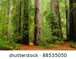 redwood national park in...