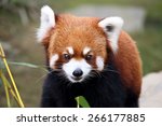 happy red panda  endangered...