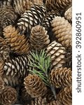 Small photo of Pine cones form patterns at Roaring Mountain Picnic Grove in Yellowstone National Park, Wyoming