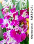 Small photo of Orchid pink in the rural market.