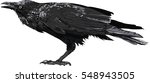Black Crow Free Stock Photo - Public Domain Pictures