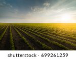 stock-photo--agricultural-soy-plantation-on-sunny-day-green-growing-soybeans-plant-against-sunlight-699261259.jpg