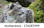 close up view of a snow leopard ...