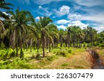 coconut palm trees plantation...