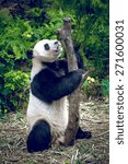 giant panda in singapore zoo