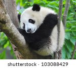 giant panda bear sitting in tree