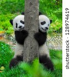 panda bear twins