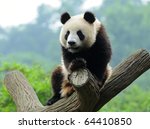 giant panda bear in a tree