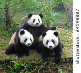three giant pandas posing for...