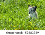 Small photo of A cute little arctic fox (Alopex lagopus) in the grass.