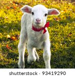 stock-photo-curious-lamb-portrait-93419290.jpg