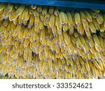 corn cobs hanging from roof to...