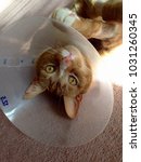 Small photo of Orange Tiger Cat with protective cone following medical surgical procedure.