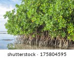mangroves growing in shallow...