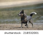 Small photo of Australian Cattle Dog. Karte Dinkum Ozzie, a pedigree male cattle dog responding to trainer's commands