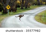 a kangaroo crossing in front of ...