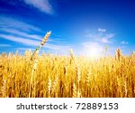 golden wheat field with blue...