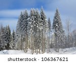 magic winter fir wood