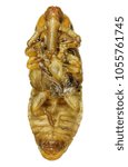 Small photo of Red palm weevil (Rhynchophorus ferrugineus) - one of the main pest of date palm trees plantations. Pupa. Isolated on a white background