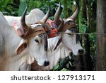 costa rican ox towing a...