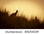 australian kangaroo's...