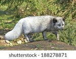 Small photo of Arctic Fox (Alopex Lagopus)