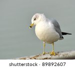 a ring billed seagull perched...