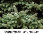 fir branch in hoarfrost