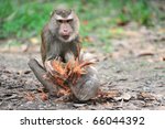 Funny Monkey Free Stock Photo - Public Domain Pictures