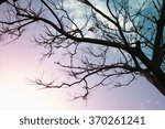 leafless tree branches against...