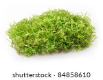 green moss on white background