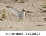 California Least Tern Free Stock Photo - Public Domain Pictures