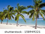 line of coconut palm trees at...