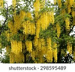 yellow laburnum flowers on a...
