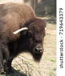 Small photo of American Bison