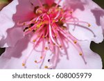 Small photo of Stamens and pistils of a peach flower