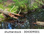 log located in the forest stream
