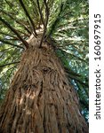 big redwood tree