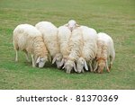 group of sheep eating grass
