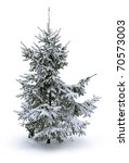 fir tree covered with snow