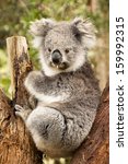 australian koala in the...